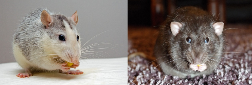 Jour 4  - 26/11/2018