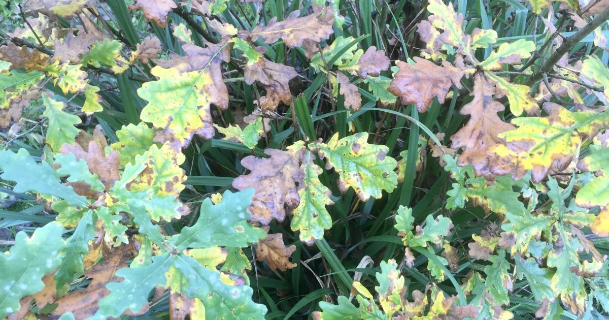 Le jardin du 25 Novembre 