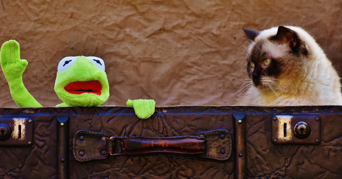 La Grenouille Qui Fait Miaou