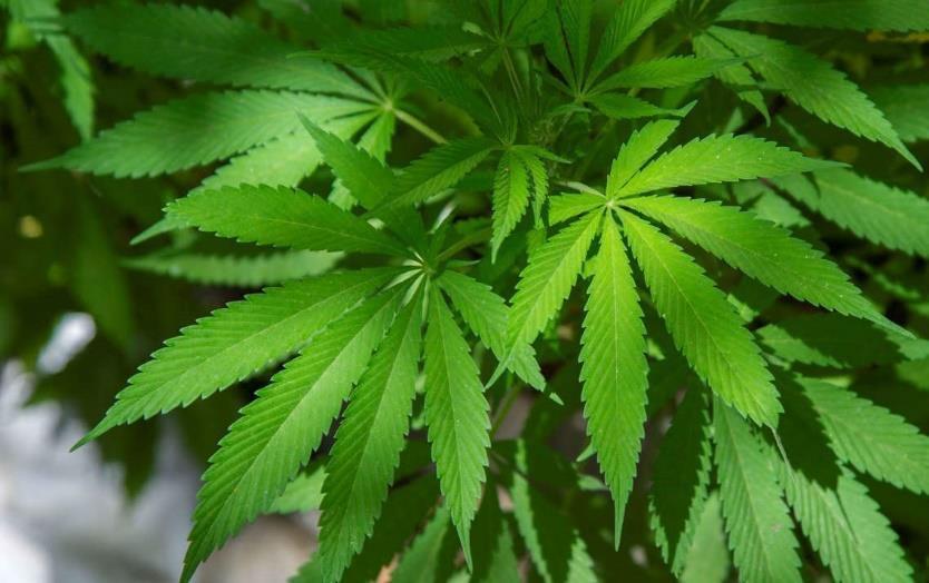 La consommation de drogues des 18-24 ans ?