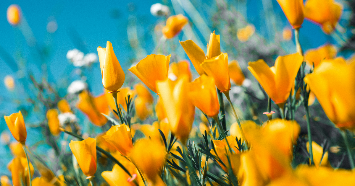 Pour vivre heureux, vivons.