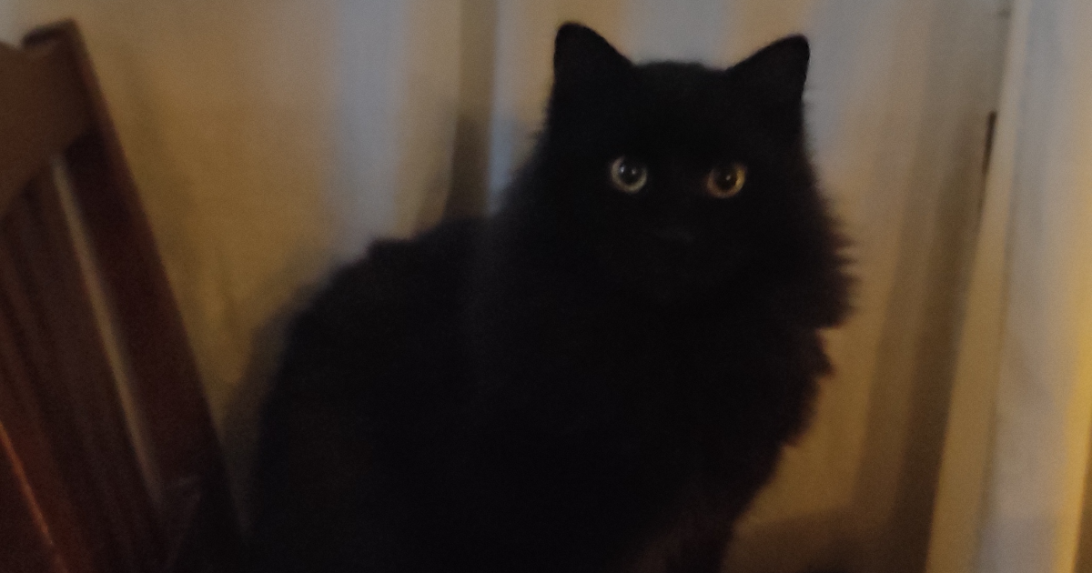 Il re dei gatti .2