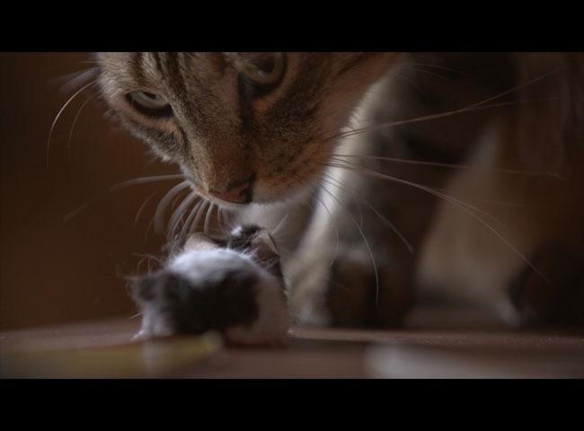 Jouer au chat et à la souris