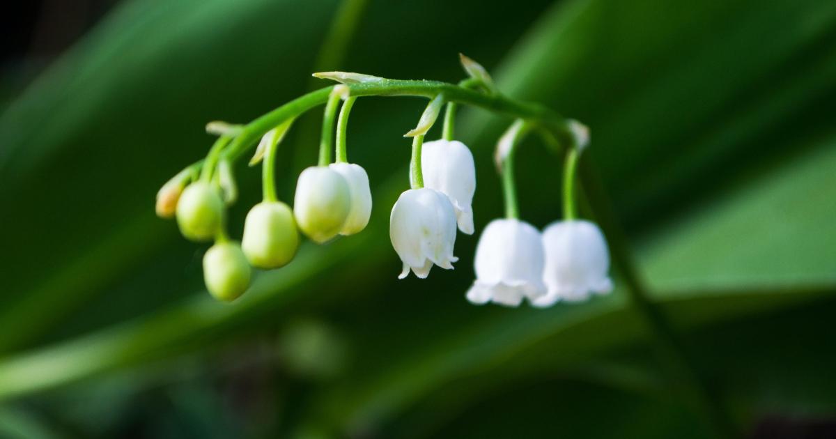 Muguet (01/05/2020)