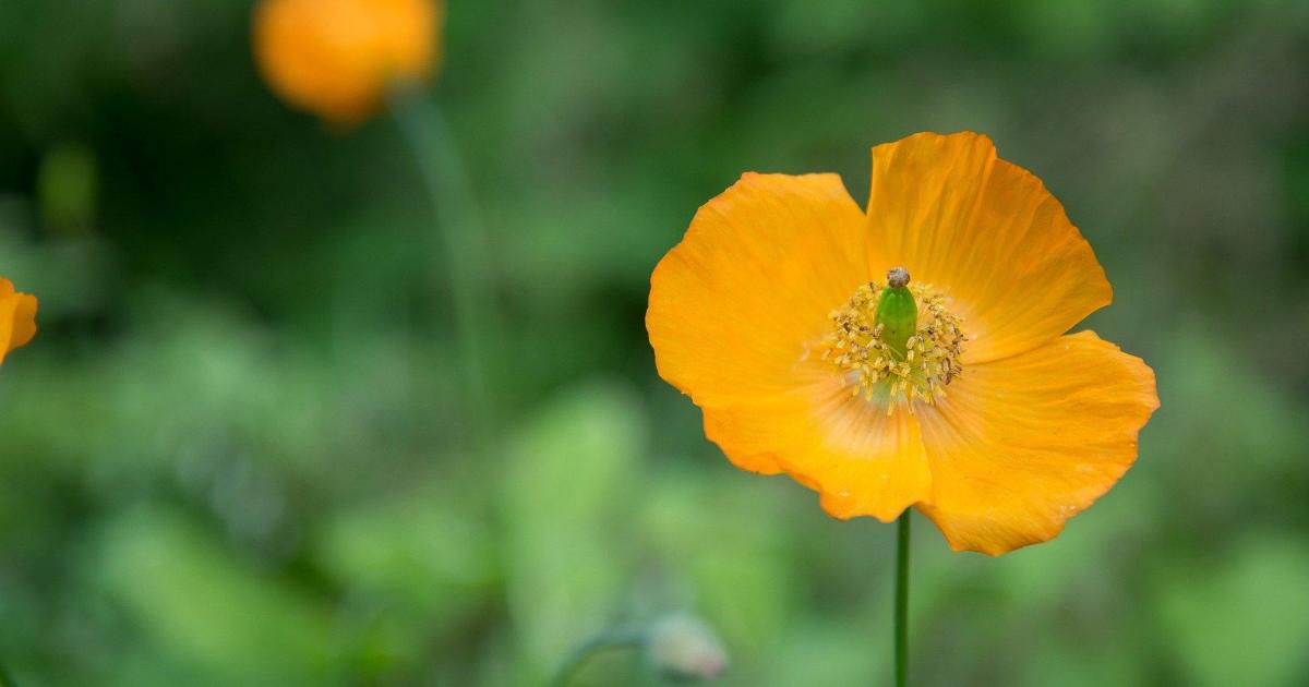 L'homme a mangé la Terre ...