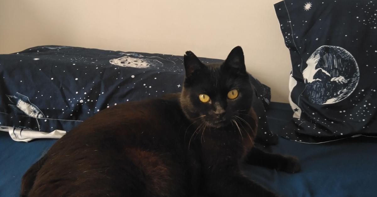 Témoignage « J’ai adopté un chat SOS à la SPA de Gennevilliers »