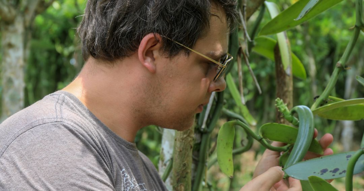 Comment les animaux contribuent à la floraison de la vanille : Une histoire d'amour parfumée
