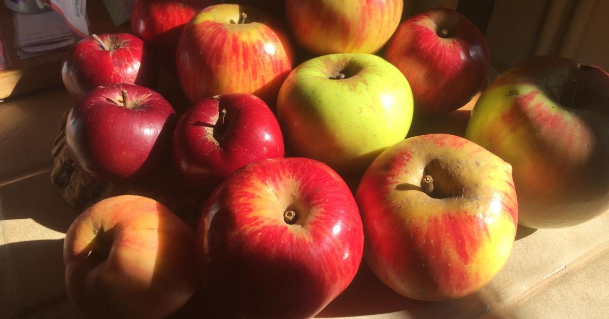 Le jardin frais du 15 Octobre