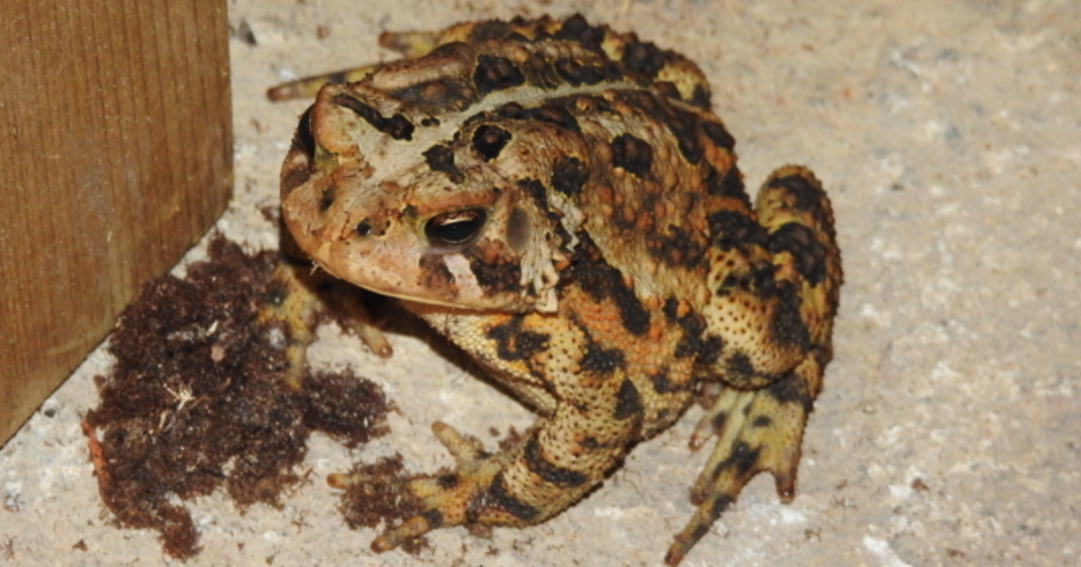 Sur la route un crapaud (chanson)