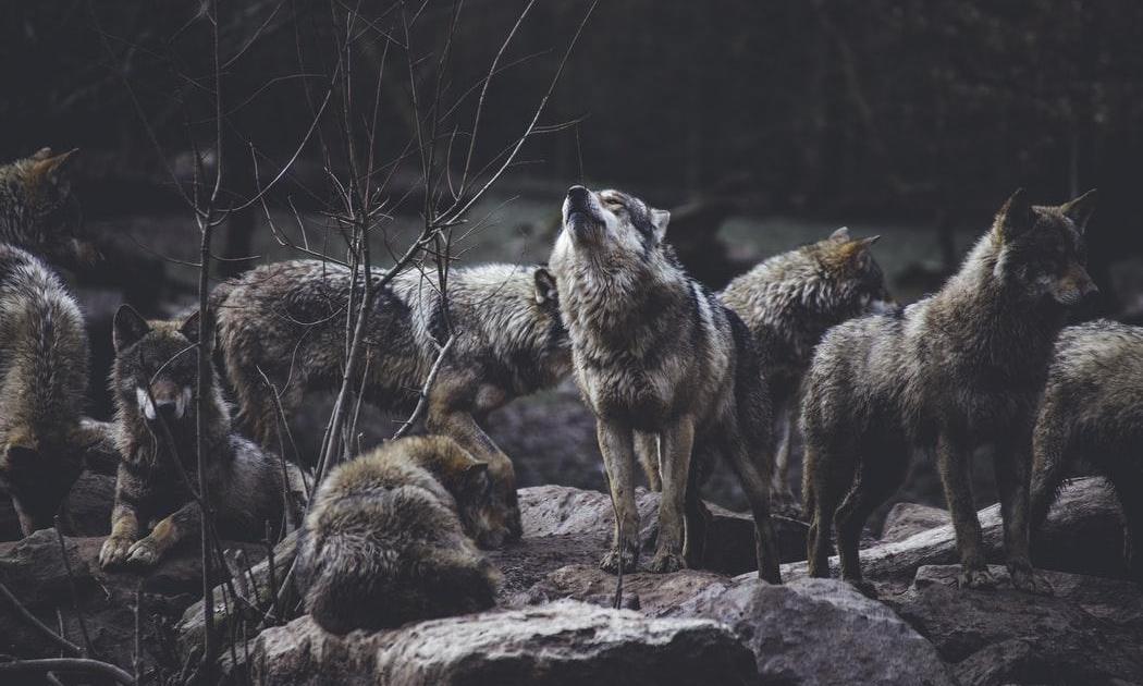 The Wolf