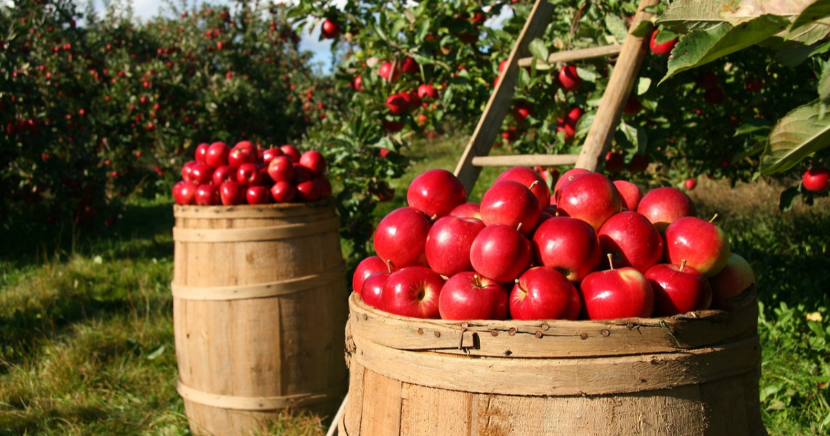 Raconte la vie d'une pomme !