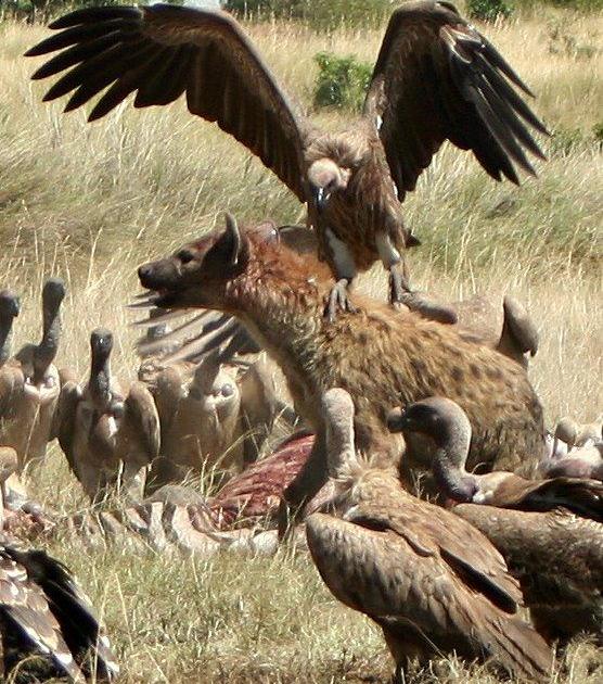 cohabitation avec les loups ?