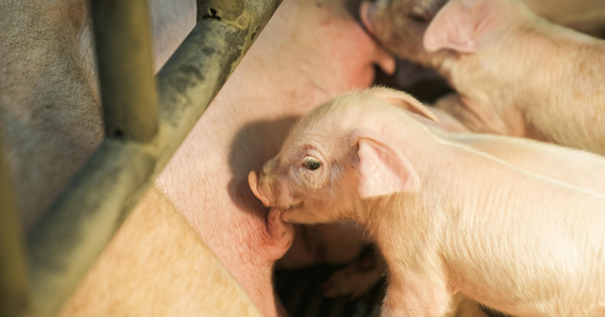 Cochonnet