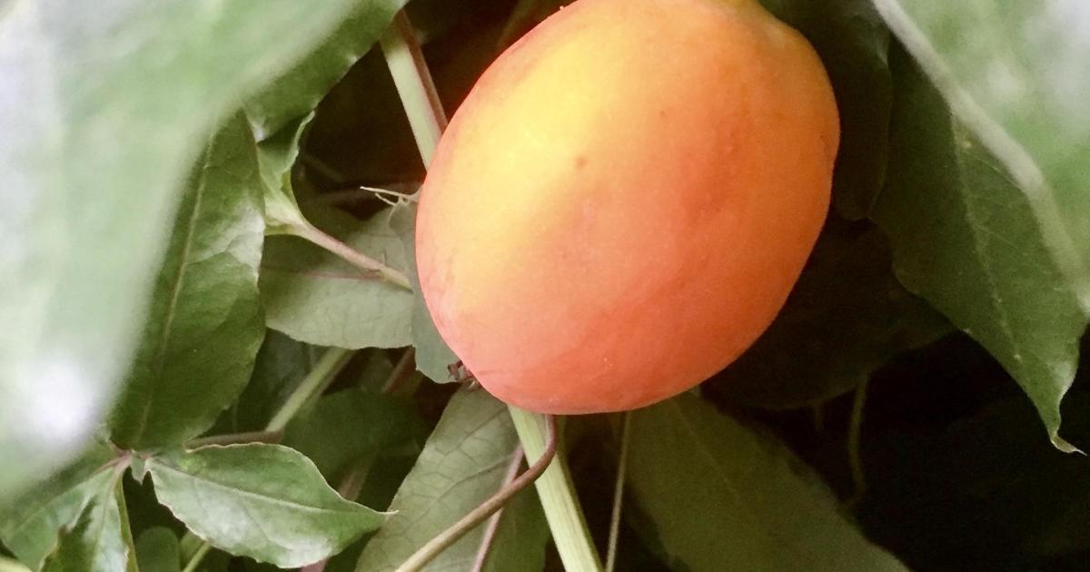 Le jardin du 3 Août