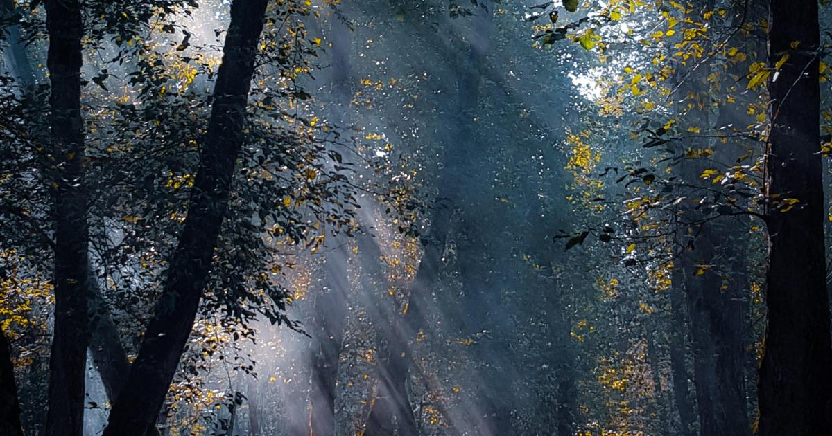 Un spectacle non payant : La Nature !Photo by Amir Kalhor on Unsplash