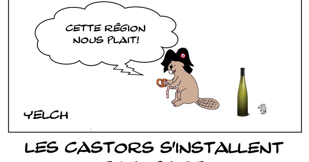 Castors en Alsace