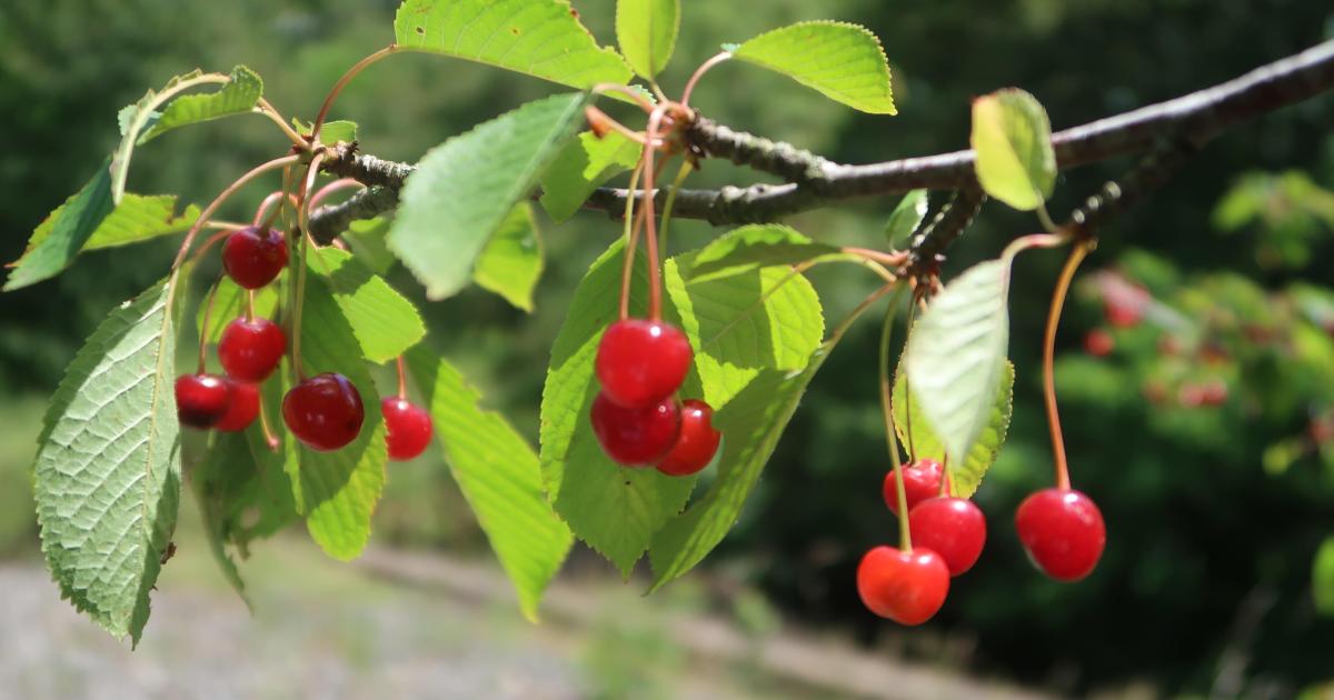 Le temps des cerises