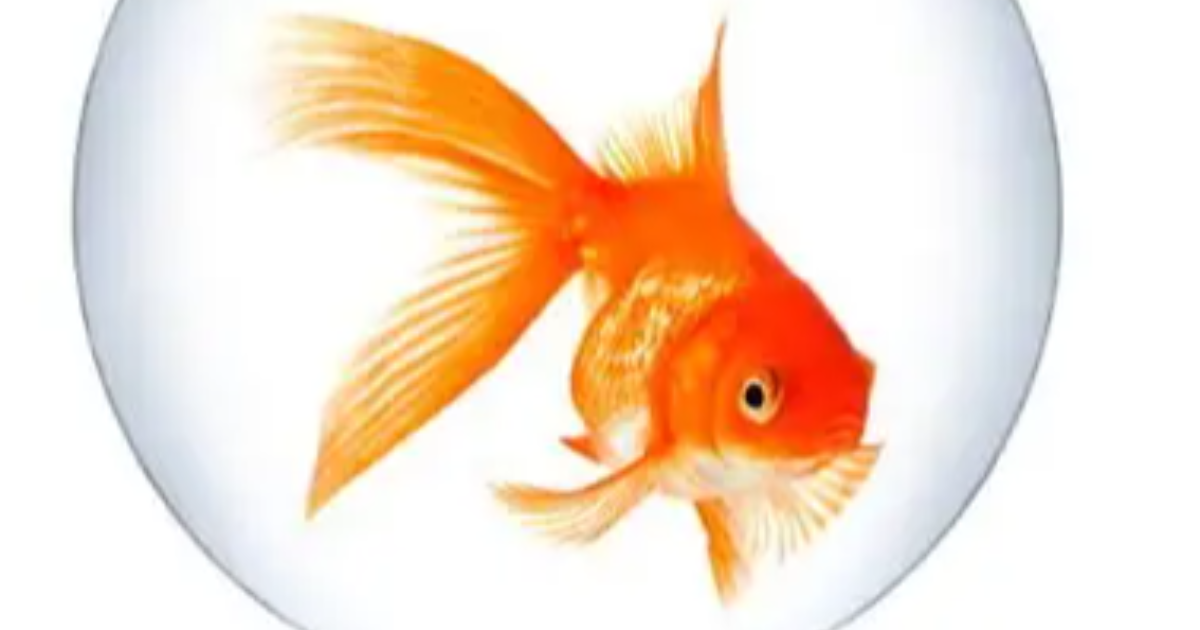 Micropoésie (poisson)