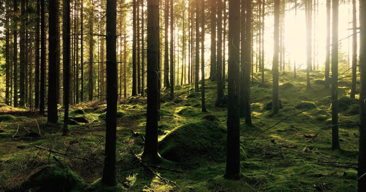 Un débat inédit pour la journée internationale des forêts à Montner
