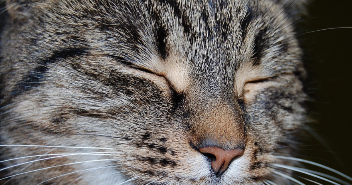 La mort du chat,