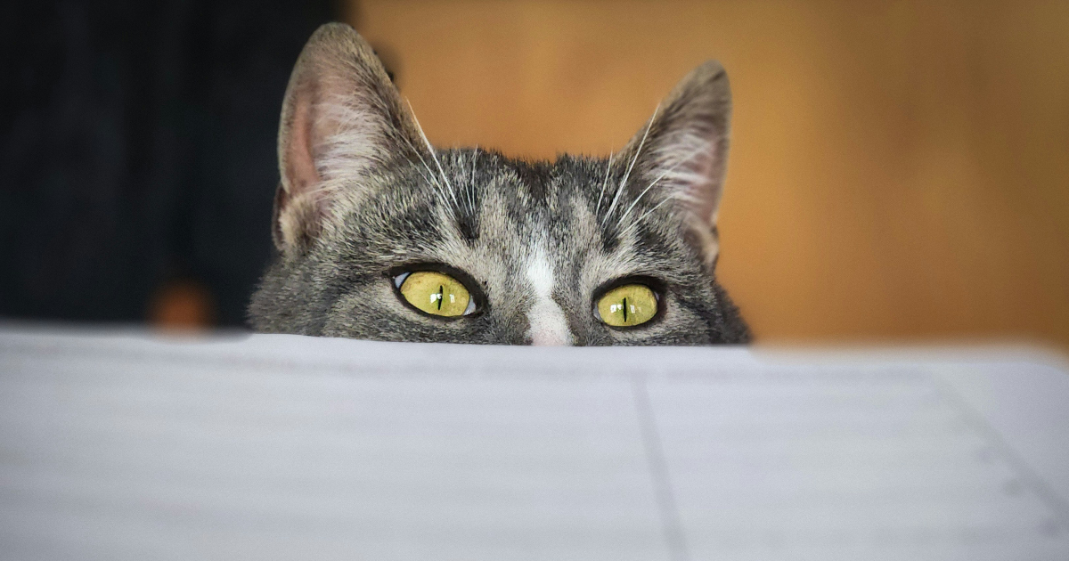 Le P'Tit Atelier - programme 2026