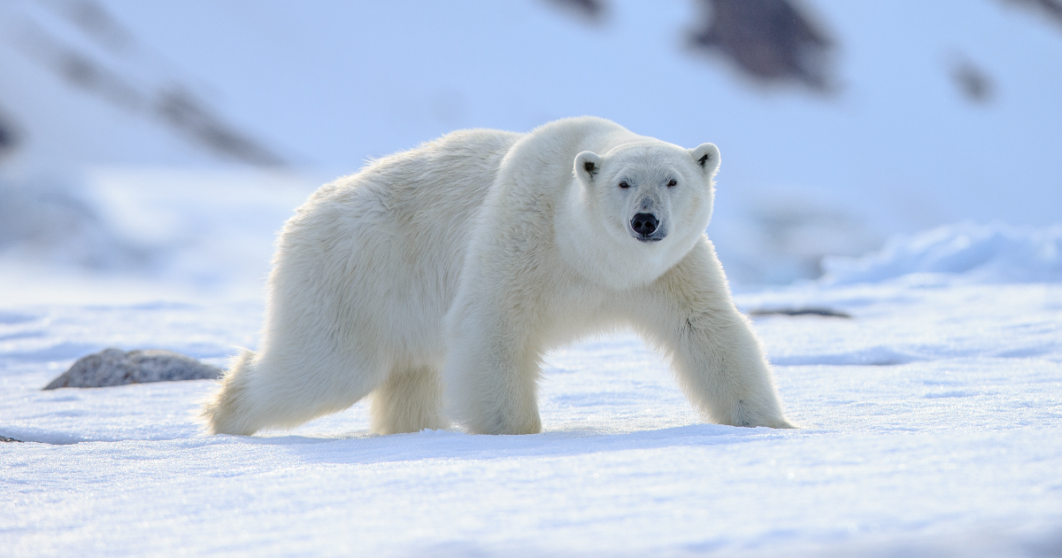 Jour numéro 19 : Arctique