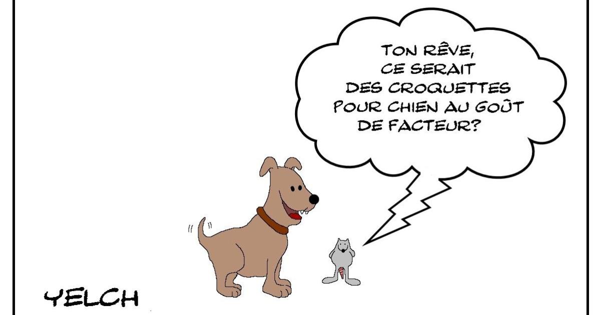Les meilleurs croquettes pour chien