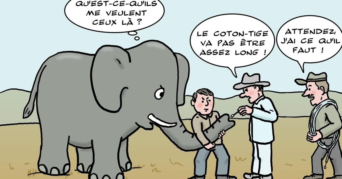 Et si les éléphants attrapent la Covid !