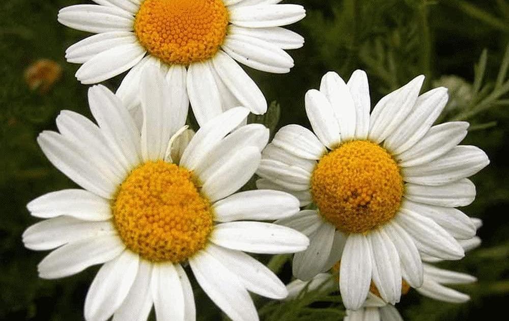 La CAMOMILLE ROMAINE