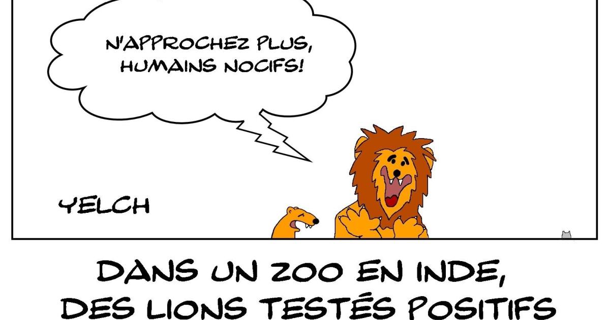 Lions positifs au Covid-19 et pas rassurés du tout