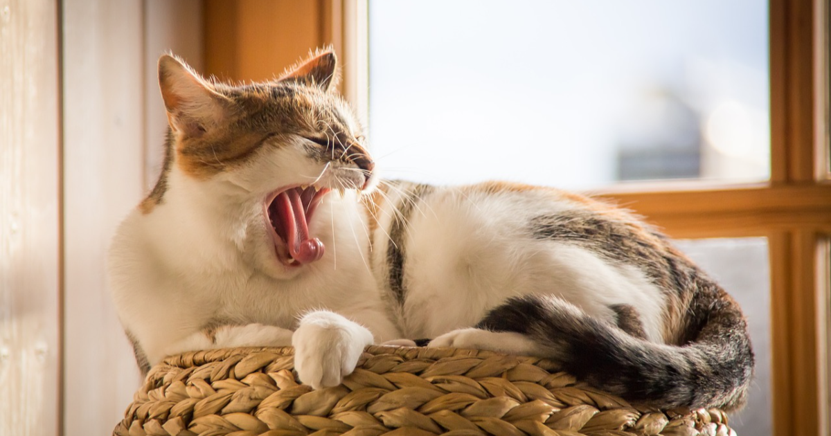 11 Conseils pour Bien Dormir grâce à la Sophrologie