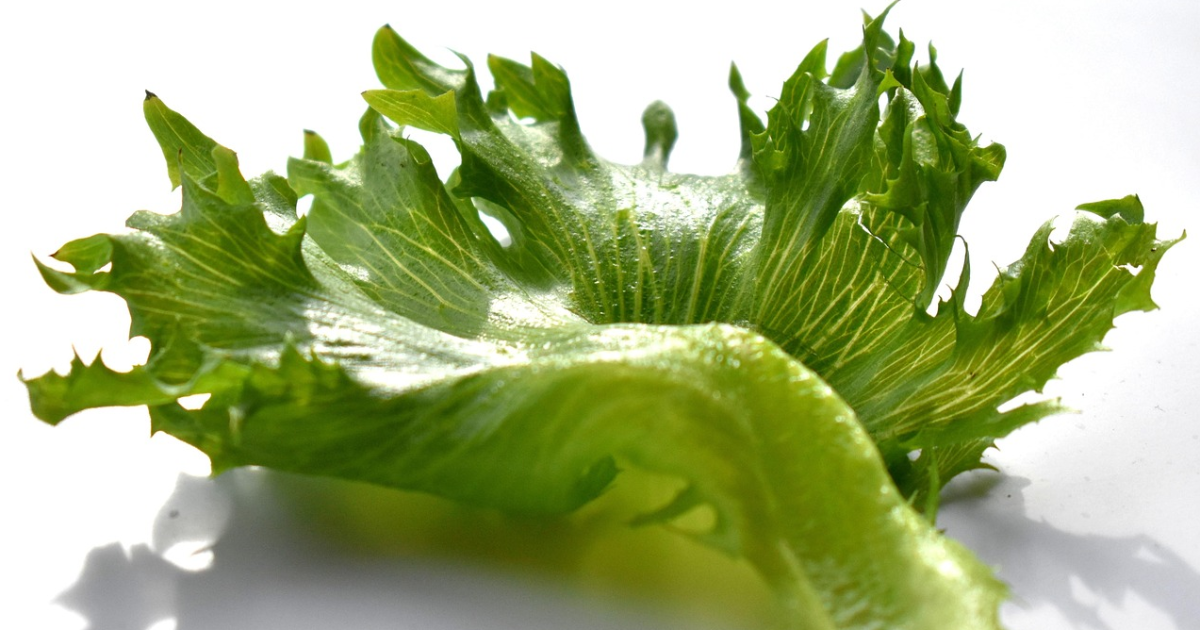 Rien que des salades !