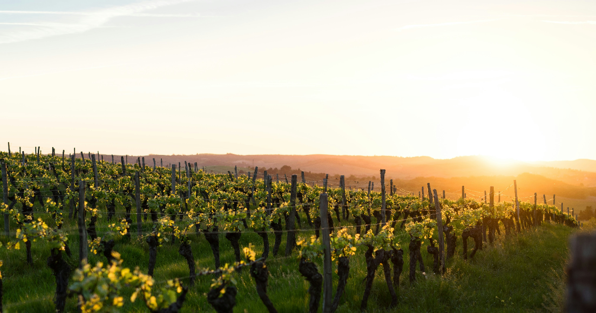 Vendanges