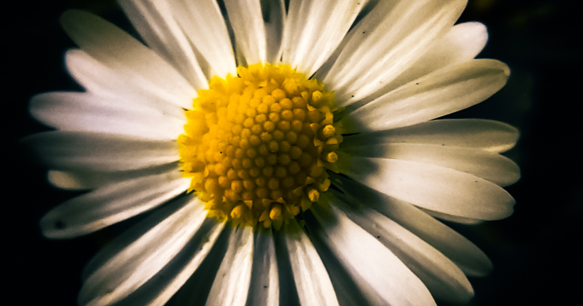 Marguerite
