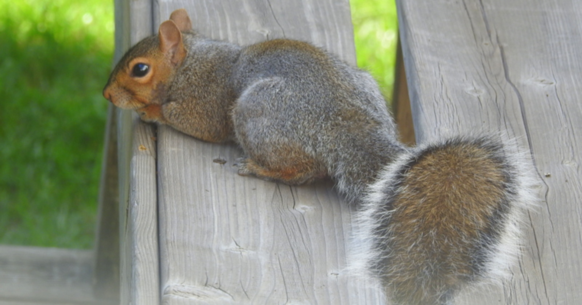L'écureuil dans l'arbre