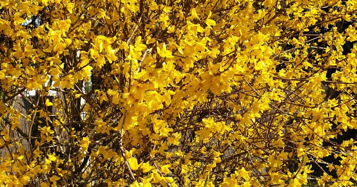 Il neige sur la Galice