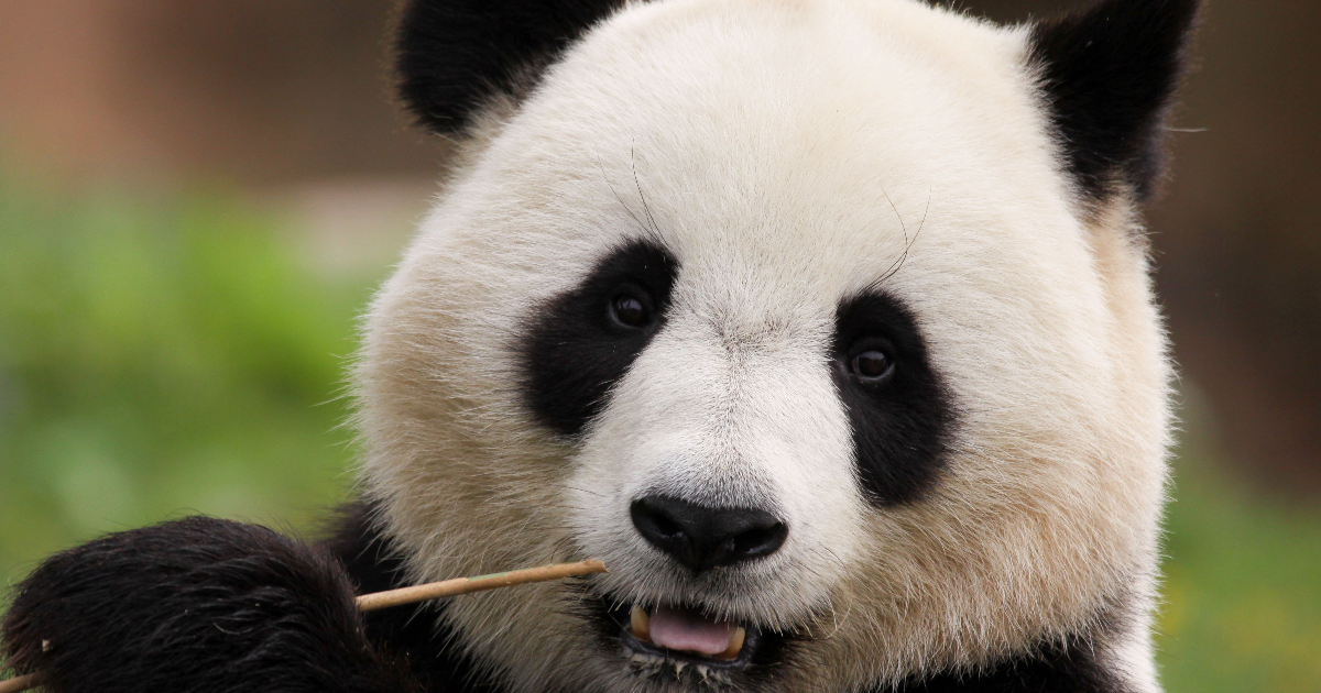 Le Panda de la République