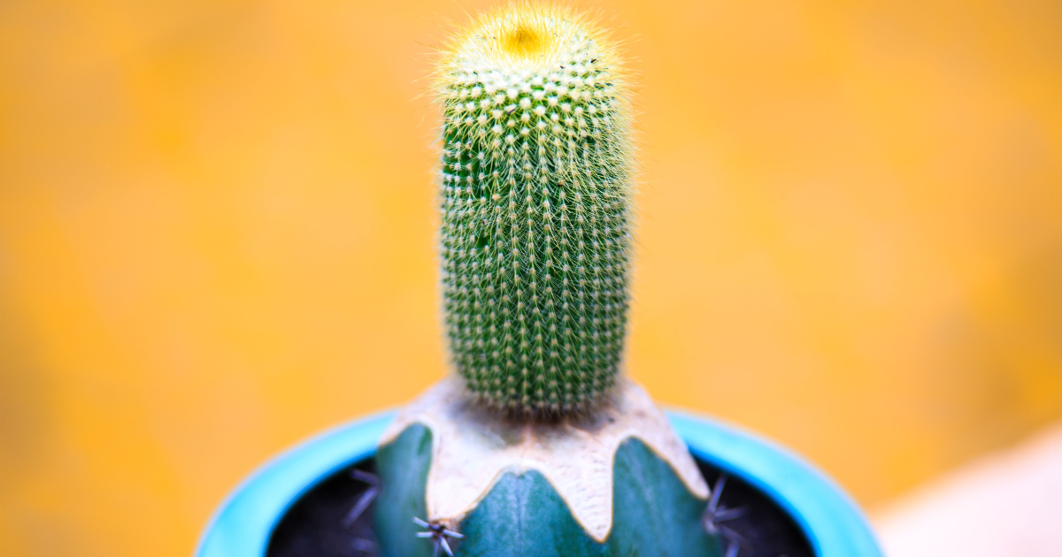 INK 04 - pour Cactus