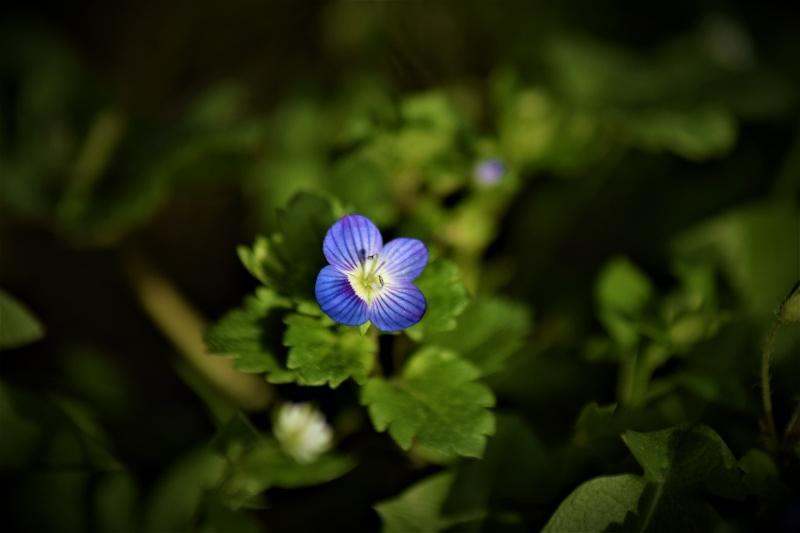 Le jardin du 25 Février