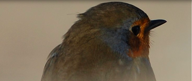 Poésie et biodiversité