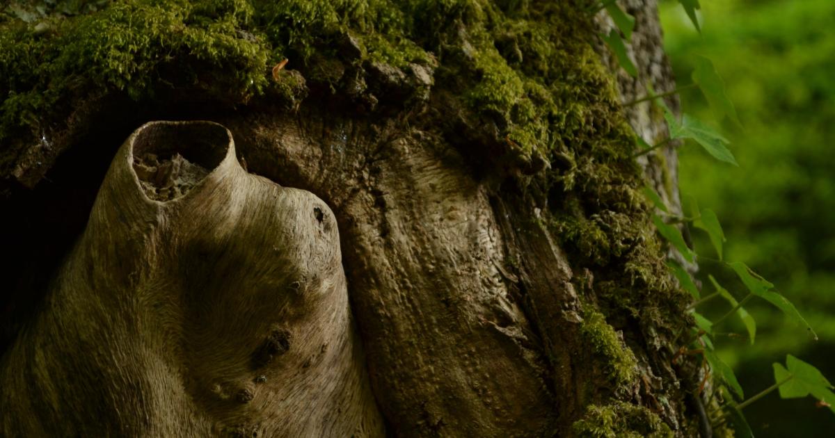 Nous les grands chênes