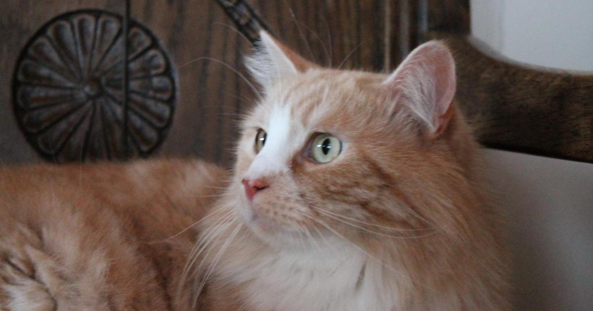 L'art d'aimer le sport en chambre