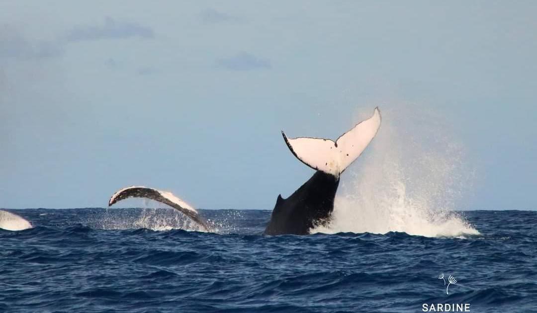 Swimming with Whales / Nager avec les Baleines