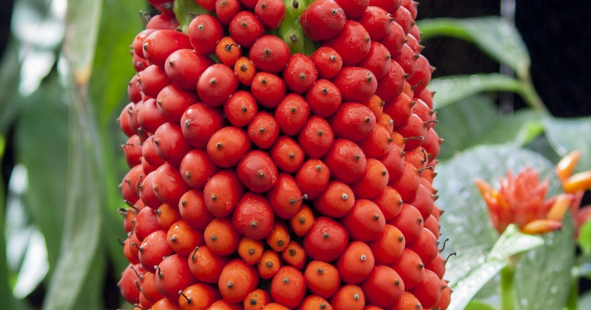Arum