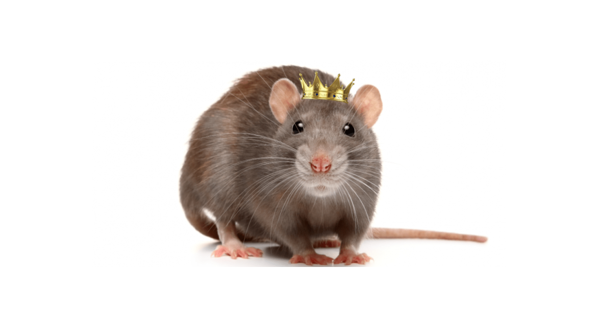 Chapitre XX : "L'attaque du Roi des Rats"