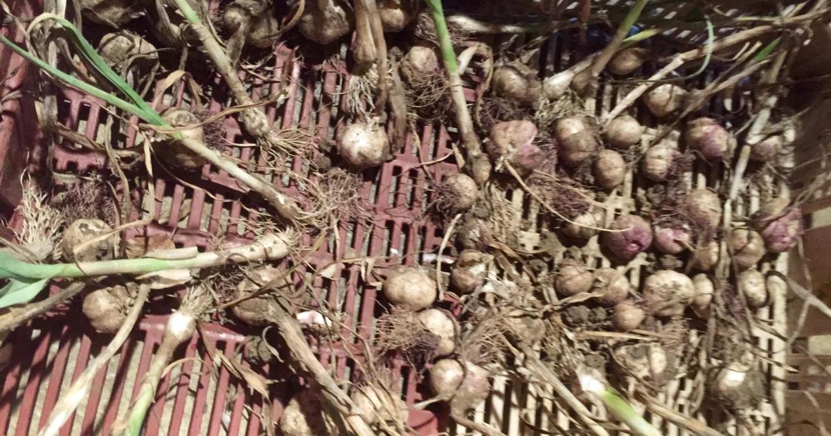 Le jardin du 25 Juillet