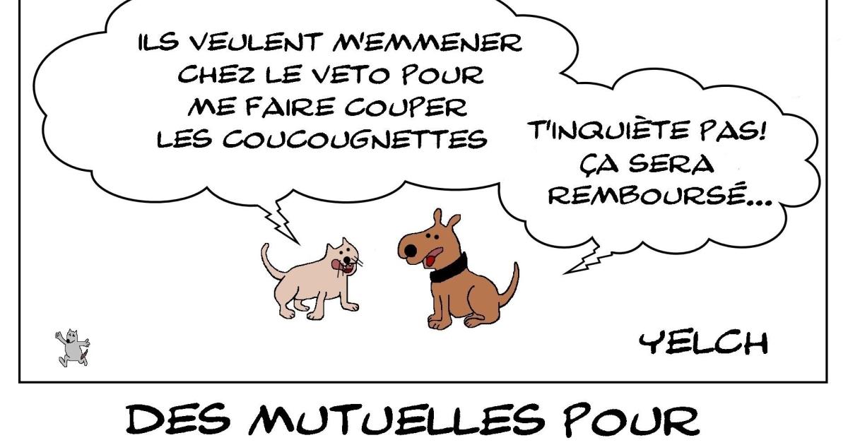 Mutuelles pour animaux de compagnie