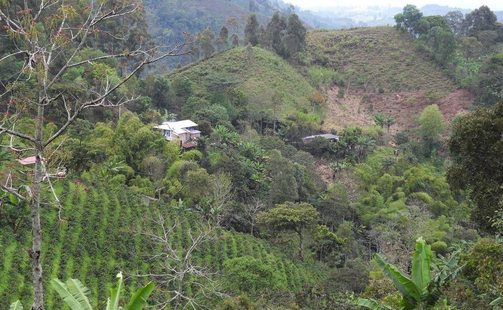 Une (Contre) Histoire du Café