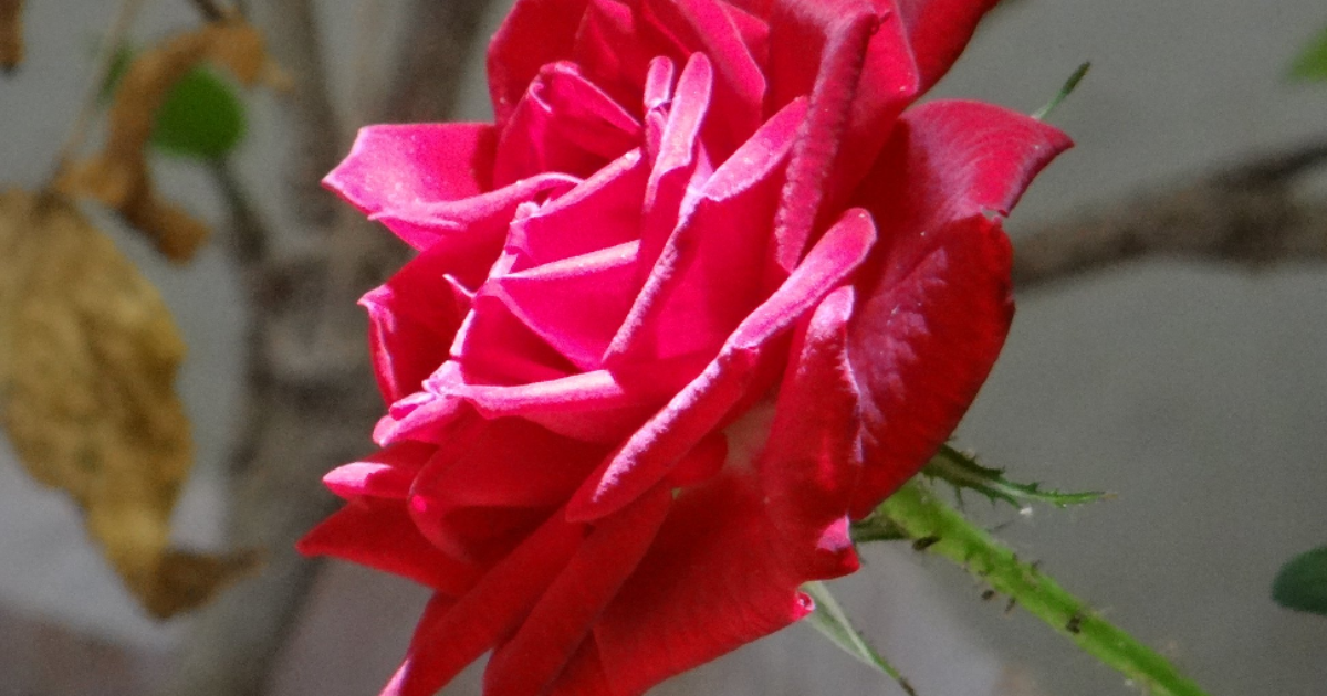 LA SIESTE DU COLIBRI !