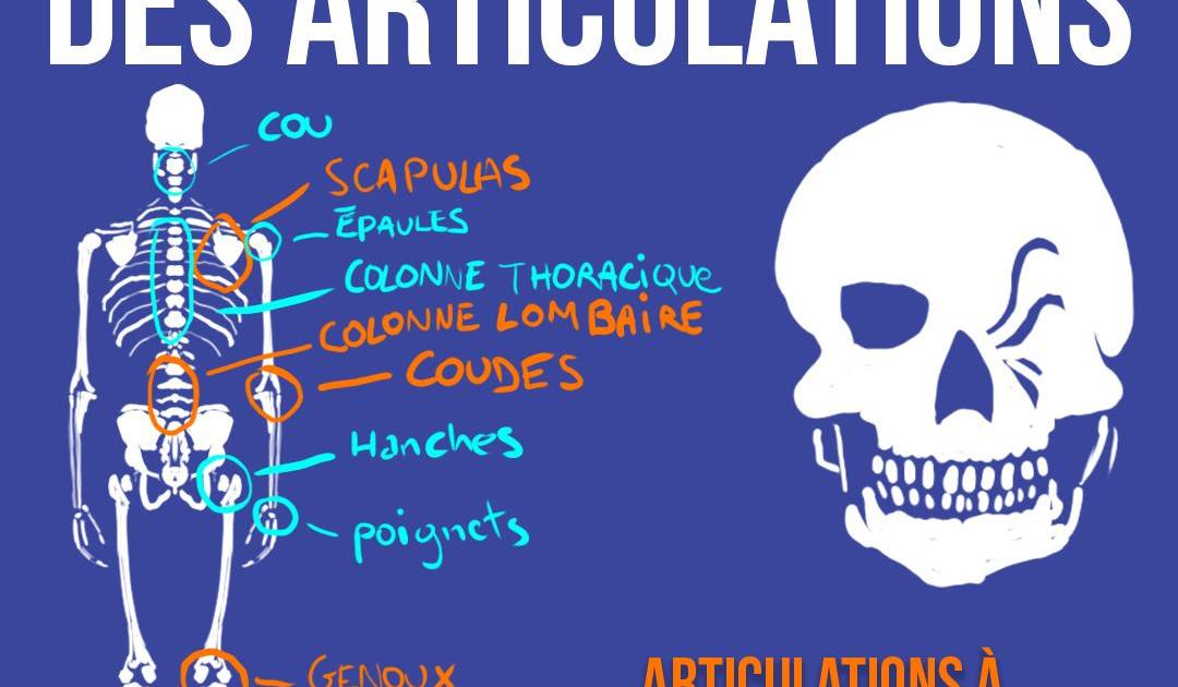 Stabilité/mobilité des articulations